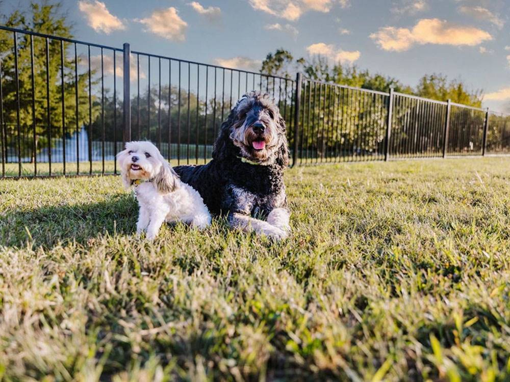 Two dogs on the trail