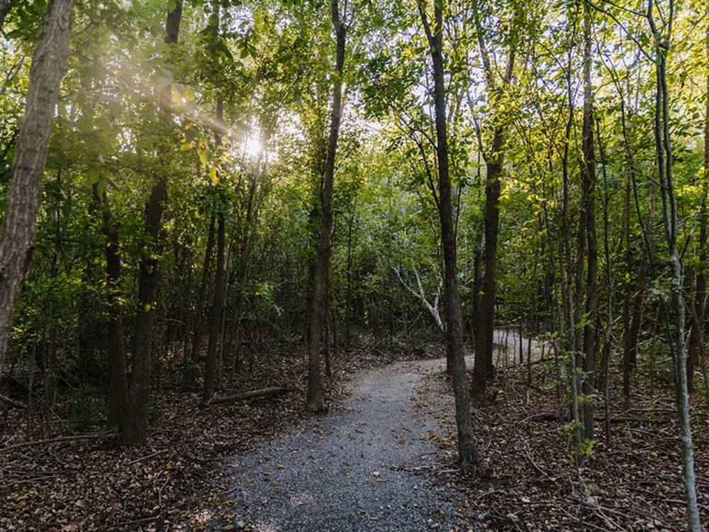 Resort trails under the trees