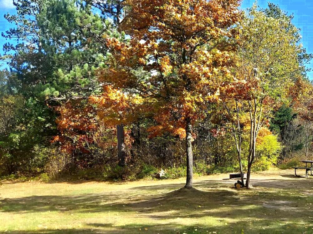 A camping site among fall trees at Tamarack Springs Campground
