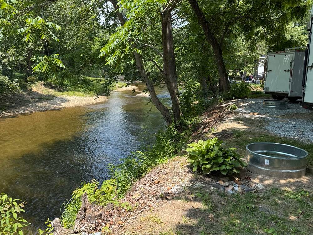 Trees near the water