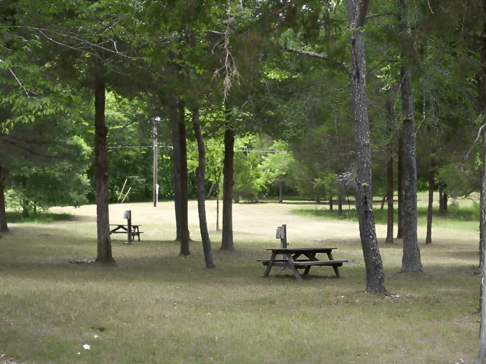 Natural campsites in wooded area