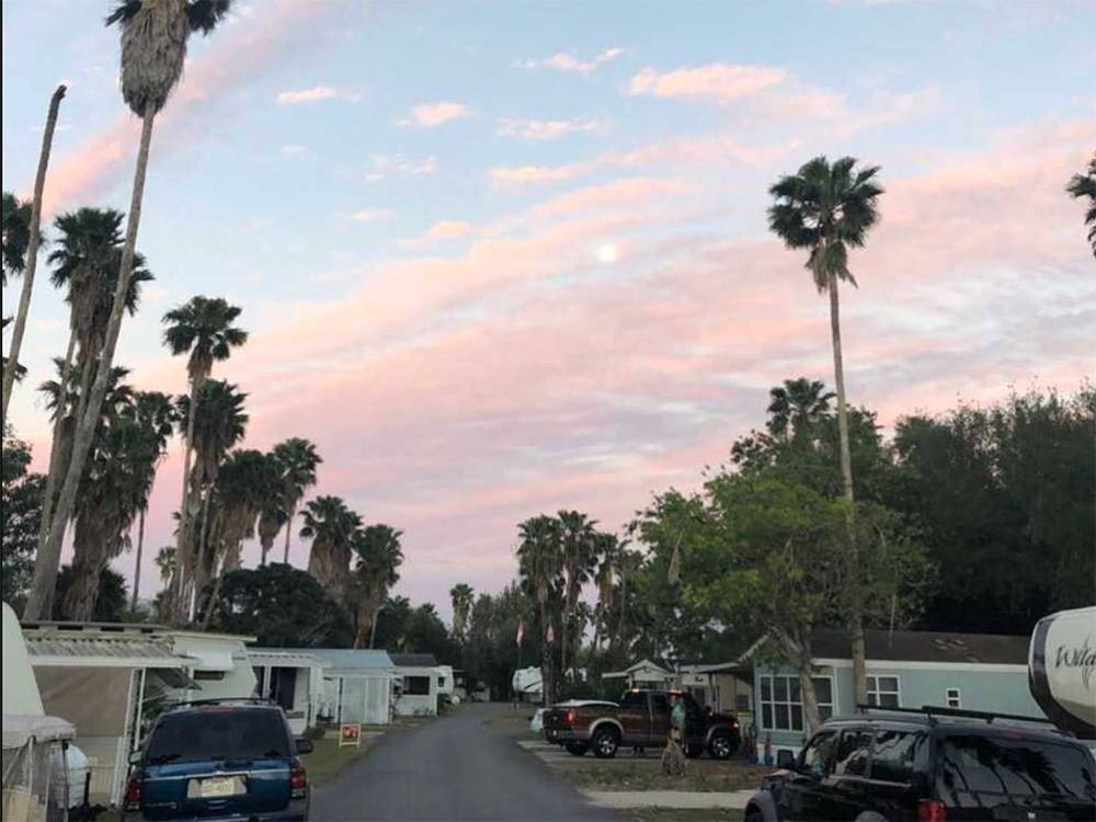Palm tree lined streets