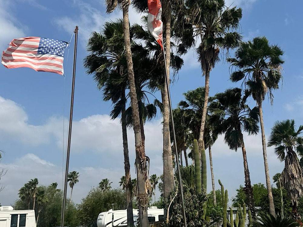 Palm trees and flying flags