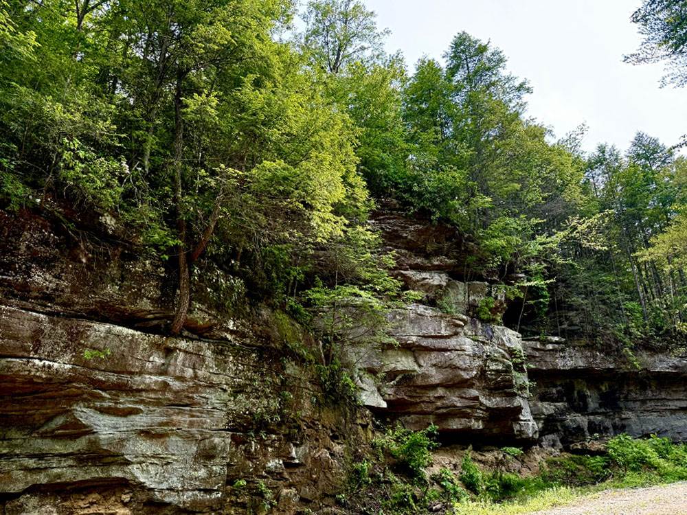 Trees on the side of a rock formation