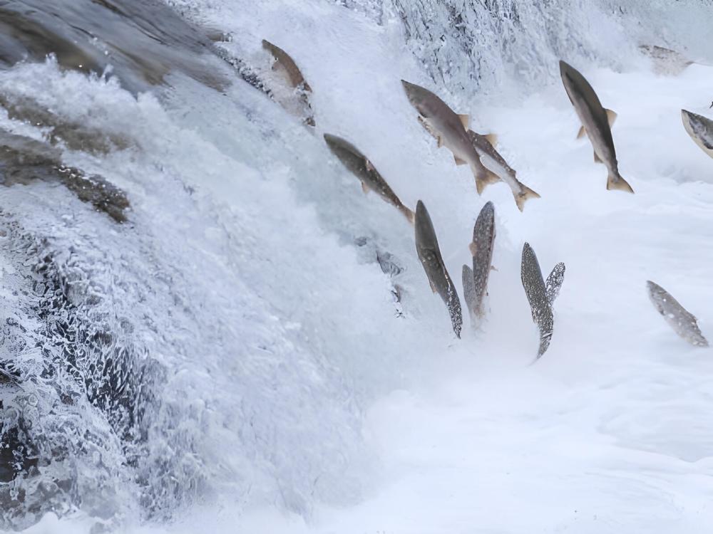 Salmon swimming upstream