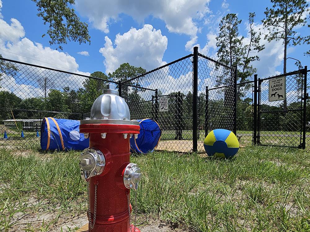 Toys inside the dog park