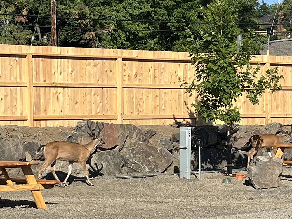 Two deer strolling through the park