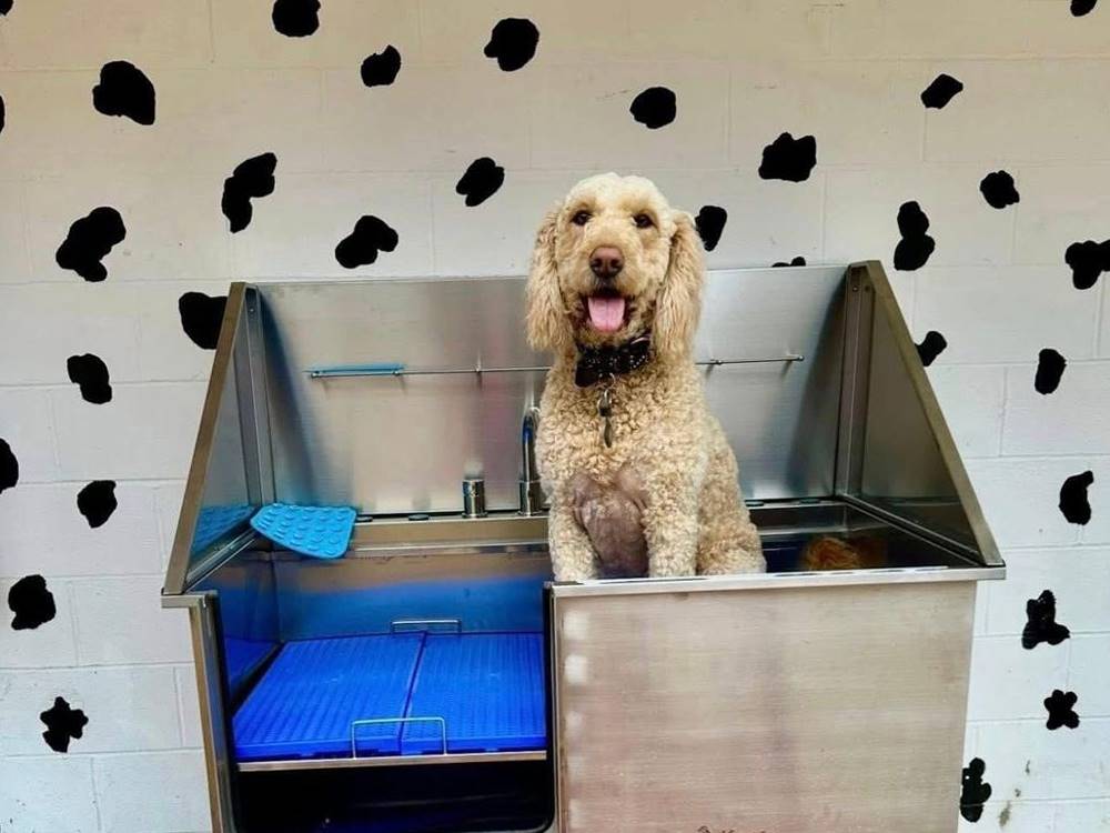 A dog inside the dog was station