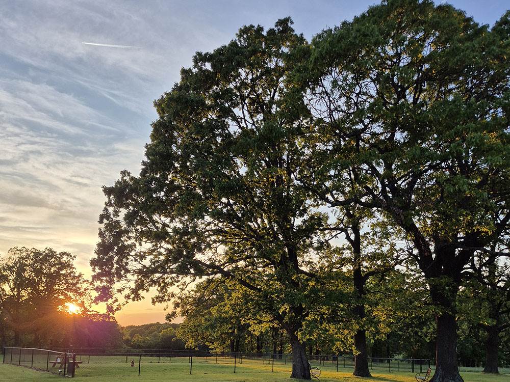 The sun sets behind the trees