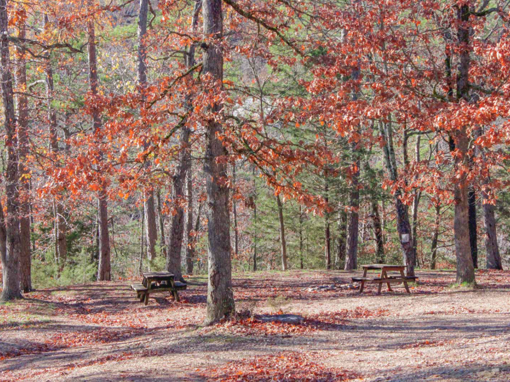 Shady sites at Beaver Lake Glamping & RV Resort