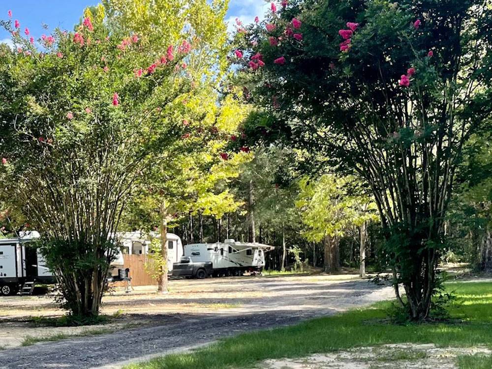 RVs at site among shade trees