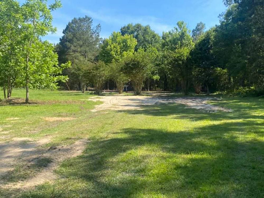 A view of the trees from a grassy area