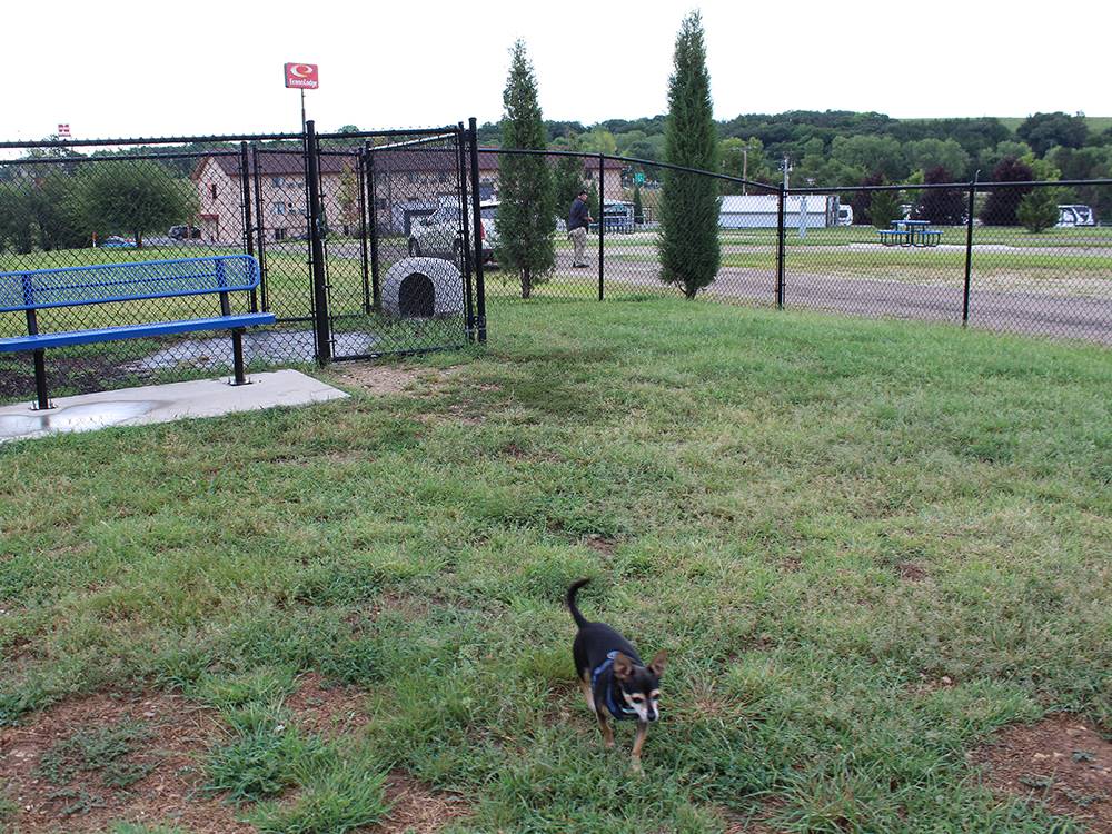 A dog enjoying the dog park
