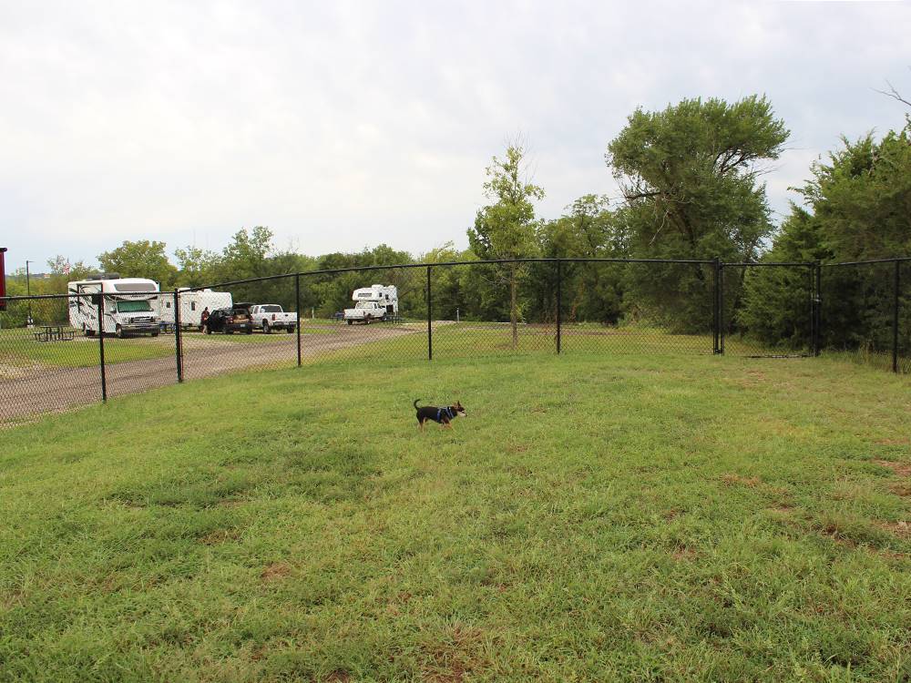 A dog at the dog park
