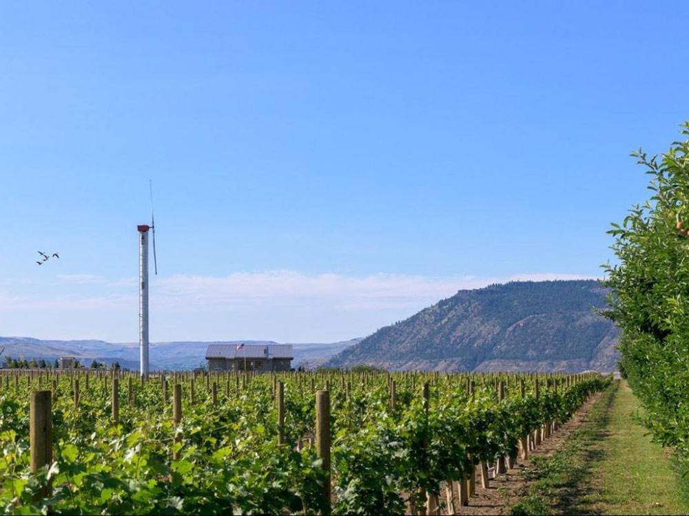 A view of the nearby viineyard