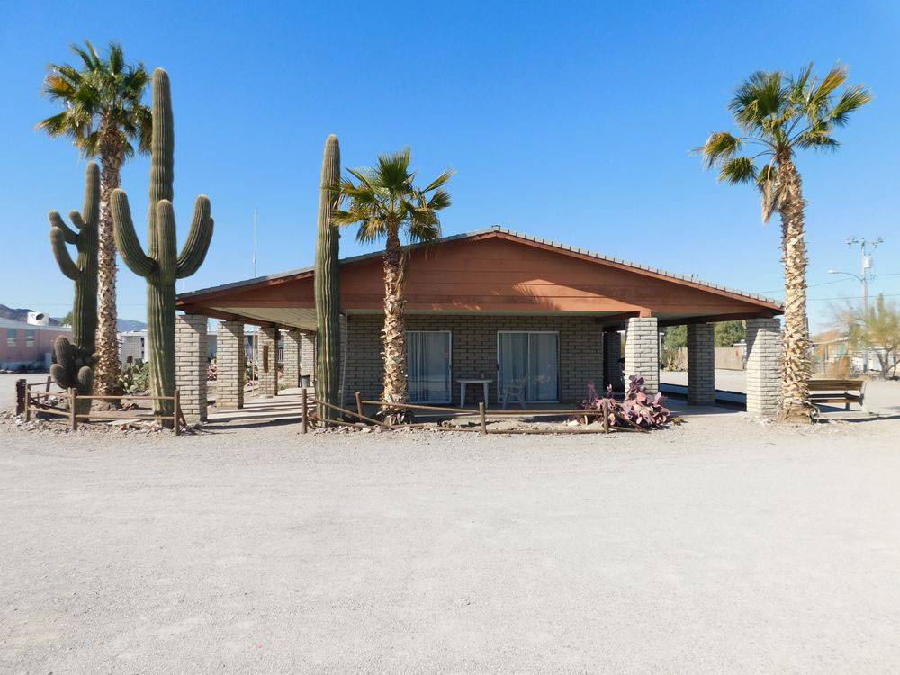 Cactus by a building