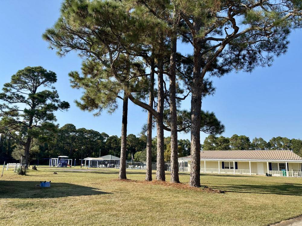 Trees and grass near the office