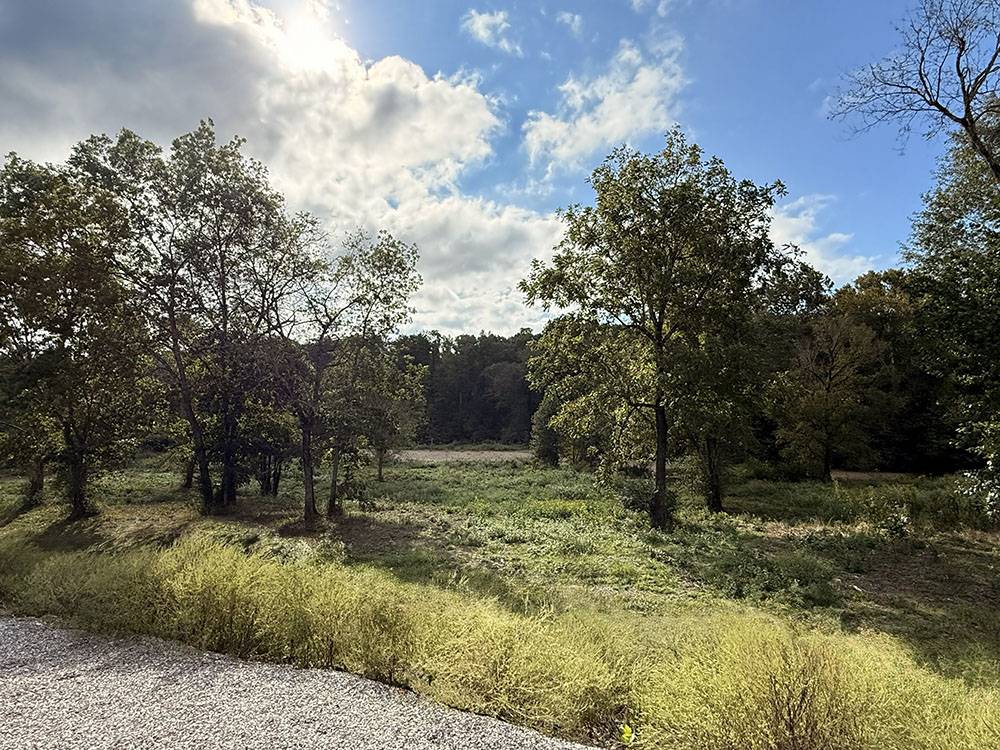 Trees surrounding the park