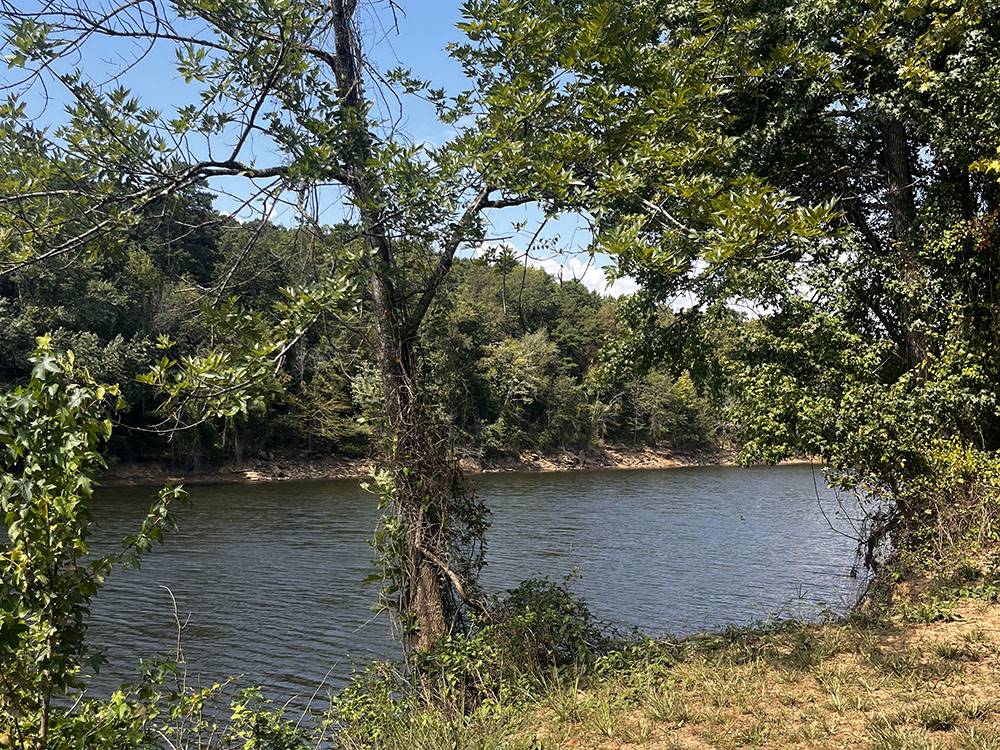Trees near the water