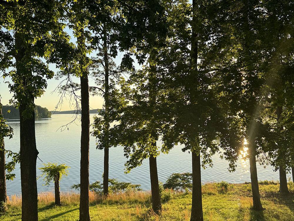 A view of the lake through the trees