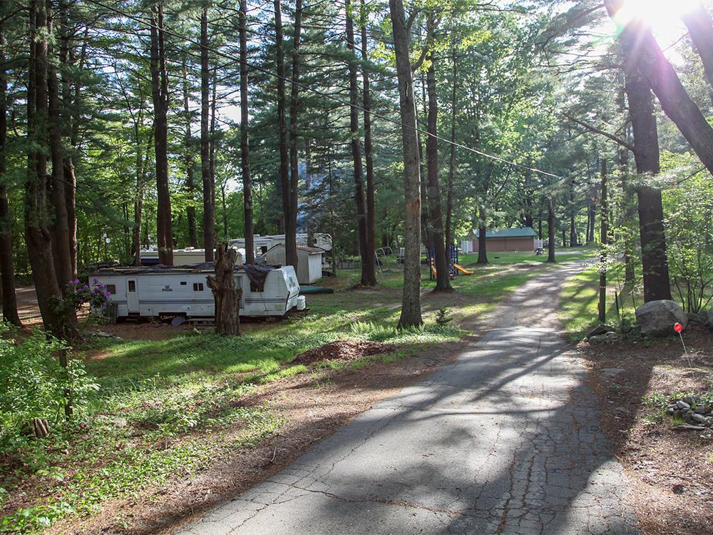 RVs parked at site among tall trees