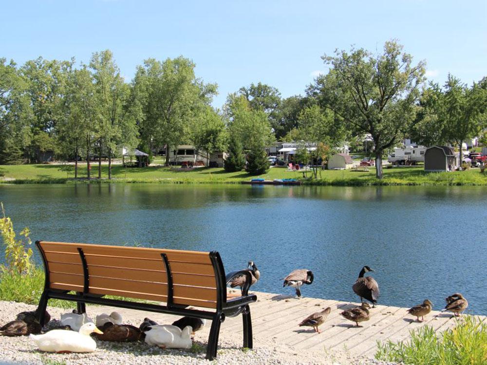 Ducks by a bench near the pond