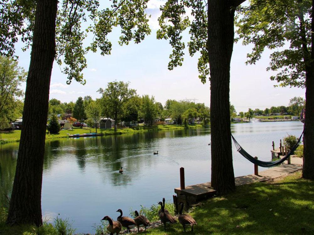 Ducks floating on the pond