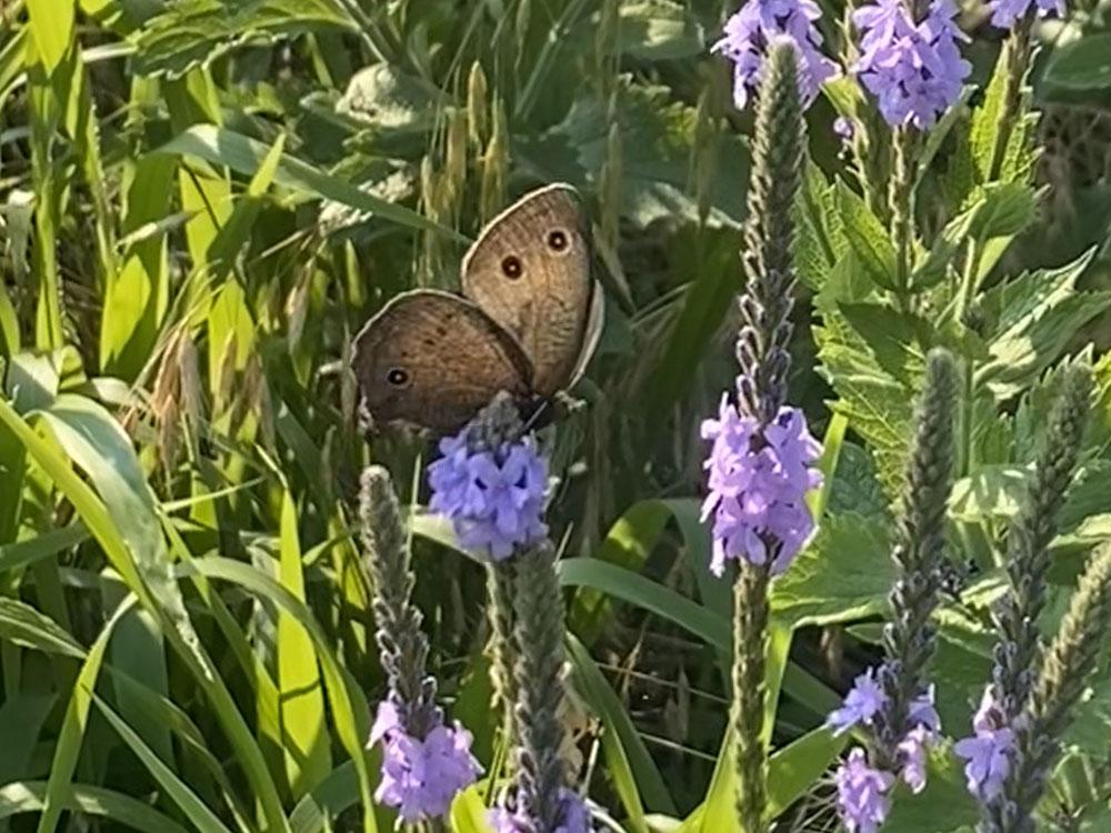 A butterfly on a flower