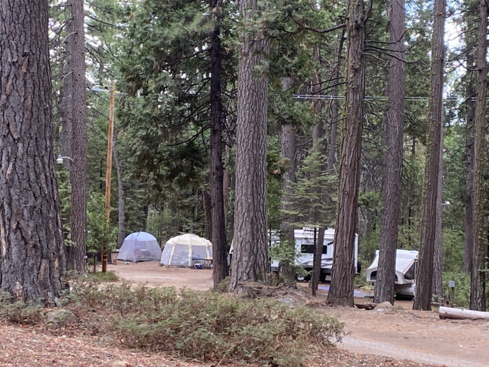 Tall trees at Three Links Campgrounds