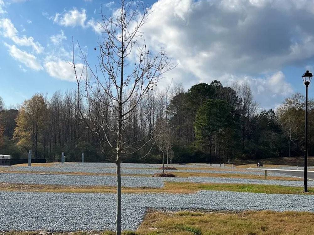 A young tree near a site