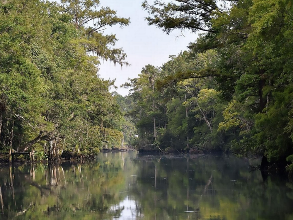 Waterway with lush trees