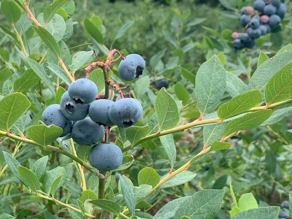 Blueberries growing on a bush