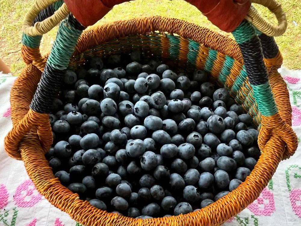 Blueberries in a basket