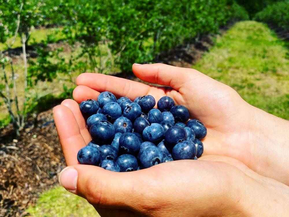 Someone with a handful of blueberries
