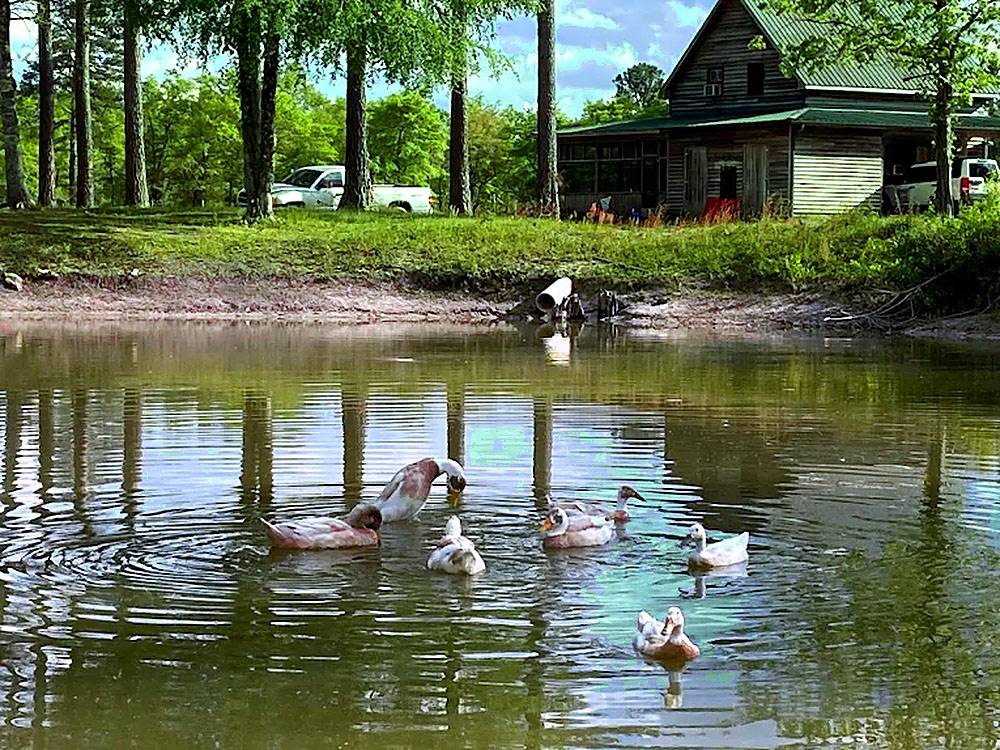 Ducks on the water