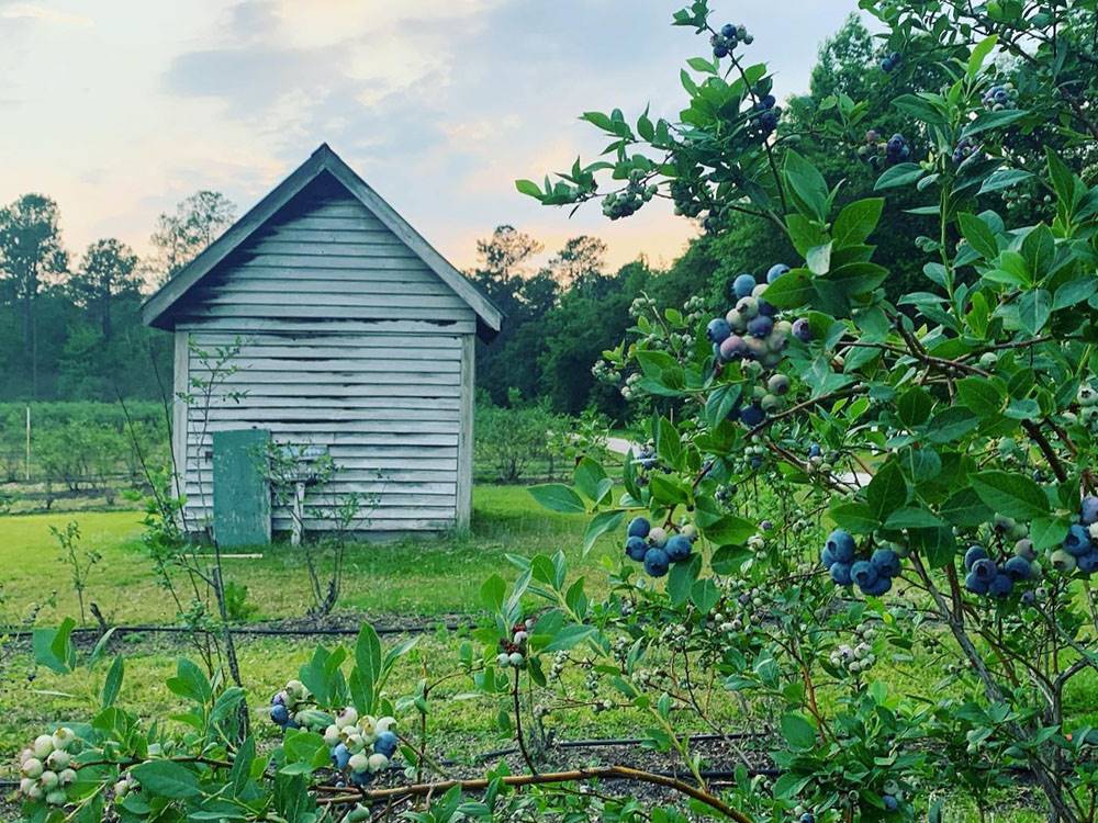 Bushes with blueberries and flowers