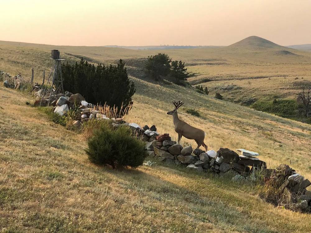 Deer walking among hills