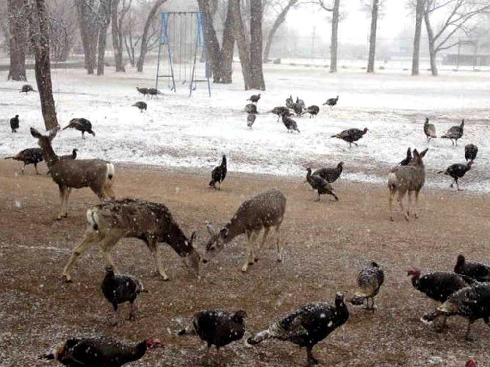 Deer and turkeys in the winter weather