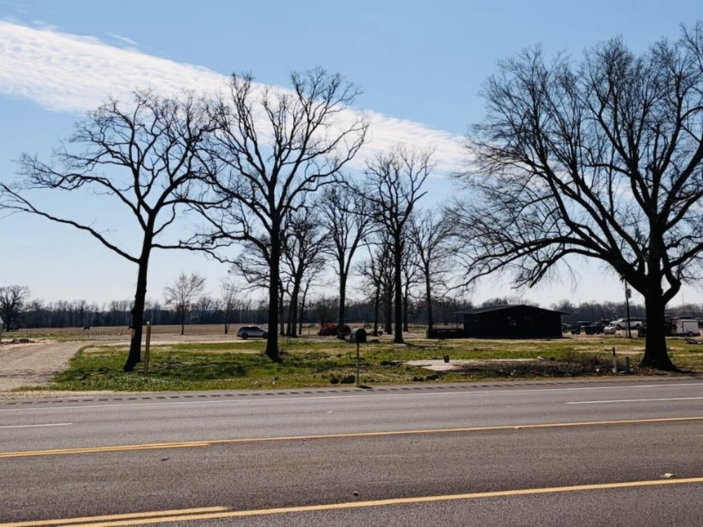 Trees by the road
