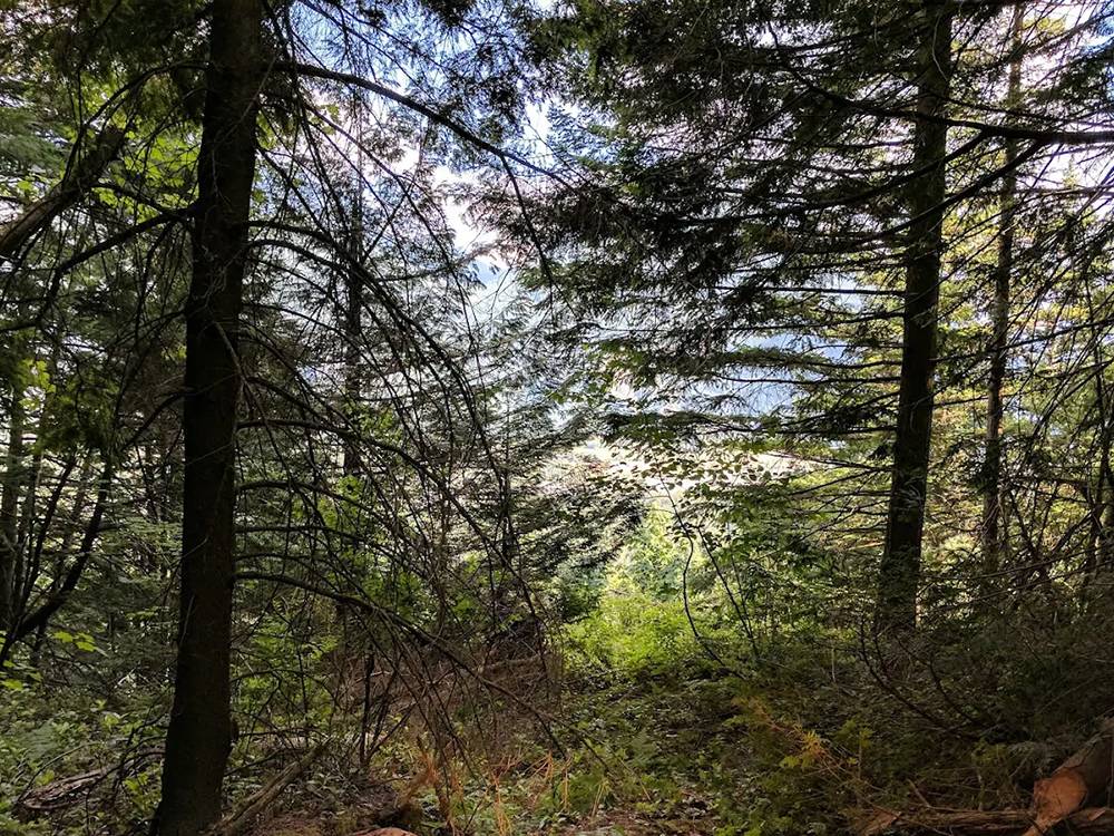 Campground Image