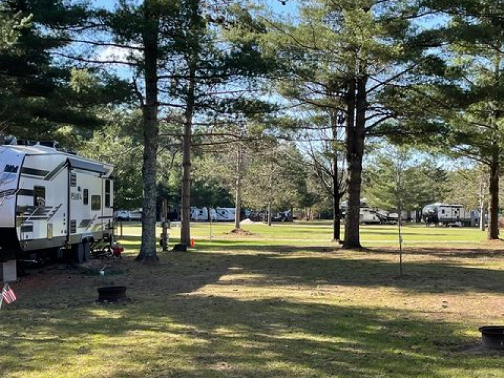 Tall trees at site