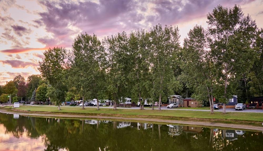 Trees by the water