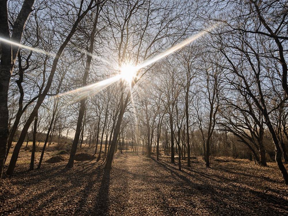 Sunburst through the trees