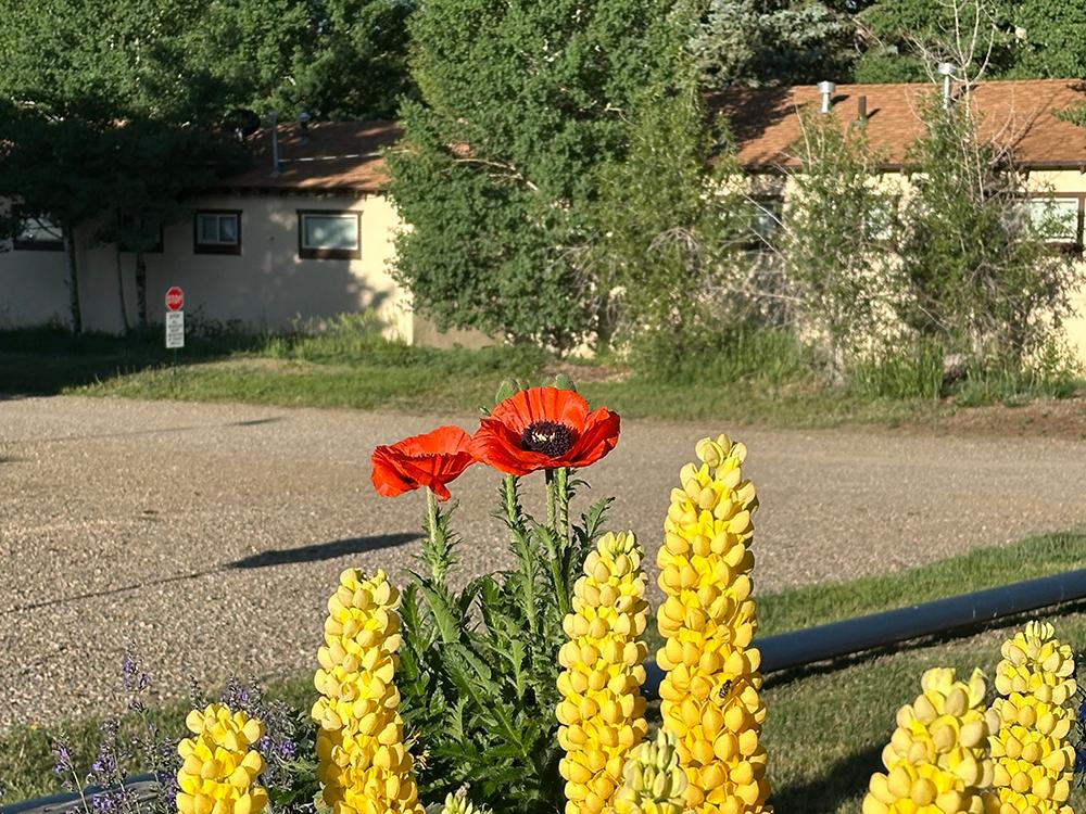 Flowers at a site