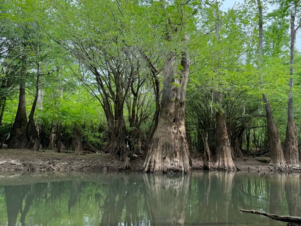 Big trees along the river