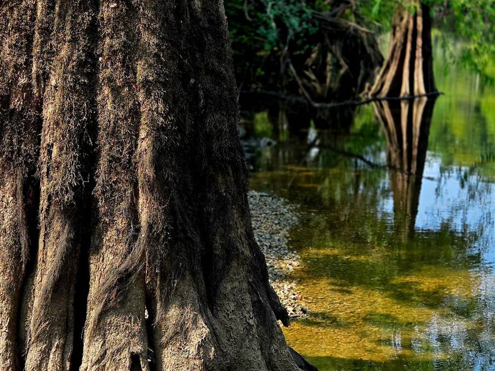 Large trees on the riverbank