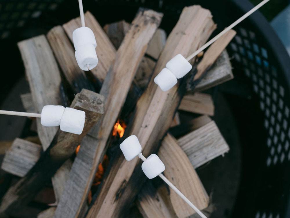 Marshmallows roasting on sticks