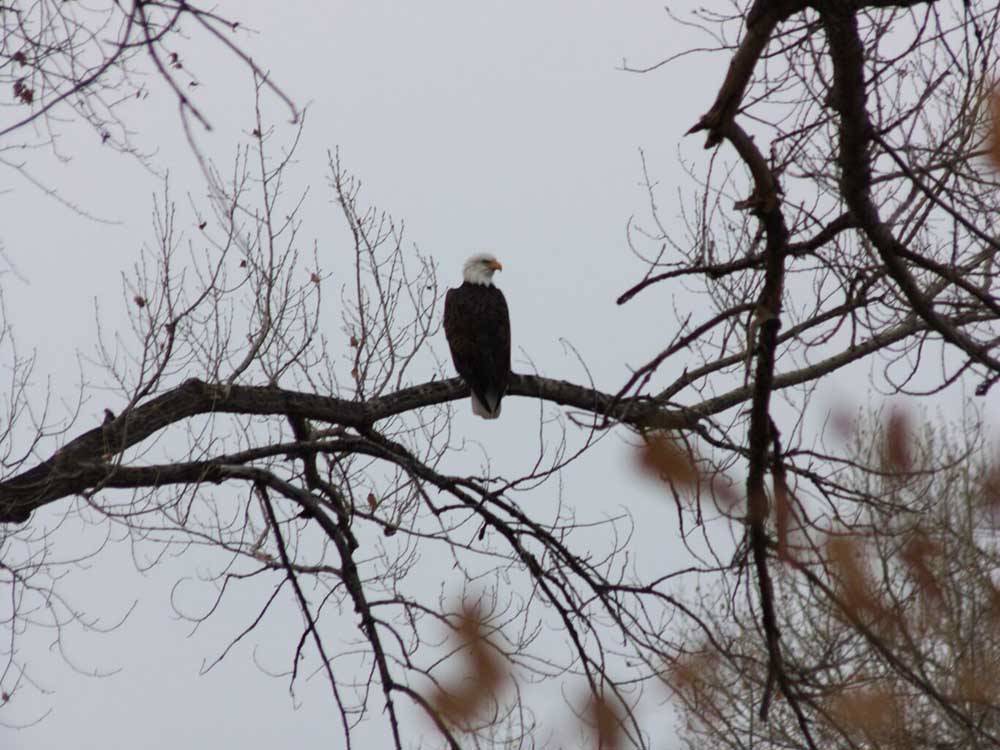 Bald eagle captured on camera in trees at UNCOMPAHGRE RIVER ADULT RV PARK
