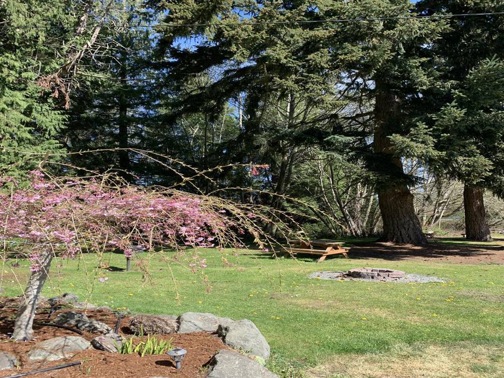 Site area with camp fire ring