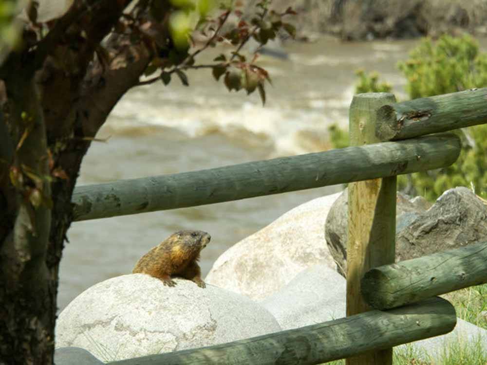 A beaver surveying the area at YELLOWSTONE RV PARK